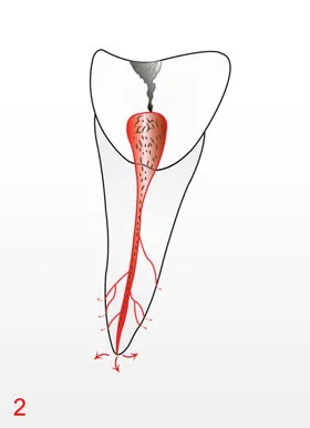 Endodontie-Behandlung in der Zahnarztpraxis Laatzen